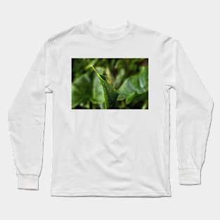 Young Green Calla Lily Leaf Long Sleeve T-Shirt